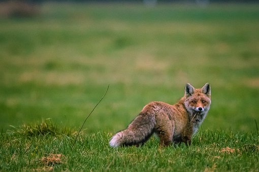 Free Fox Predator photo and picture