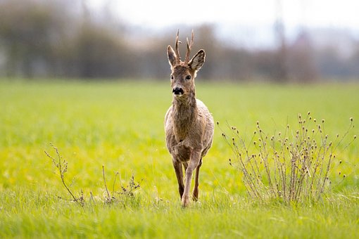 Free Roe Deer Antler photo and picture