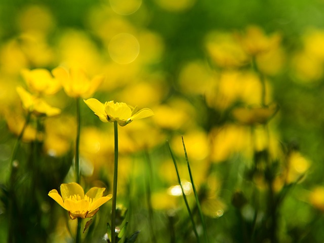 Free Buttercup Flowers photo and picture