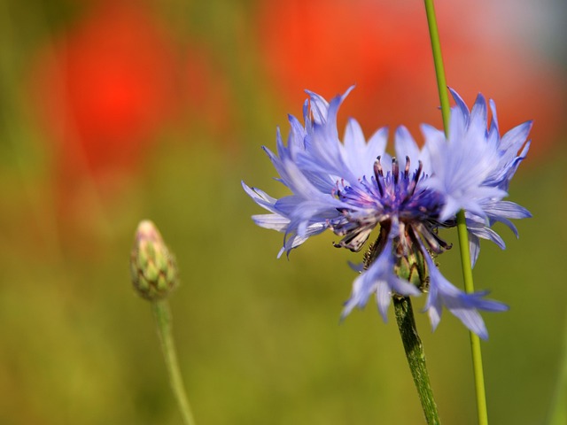 Free Flower Flora photo and picture