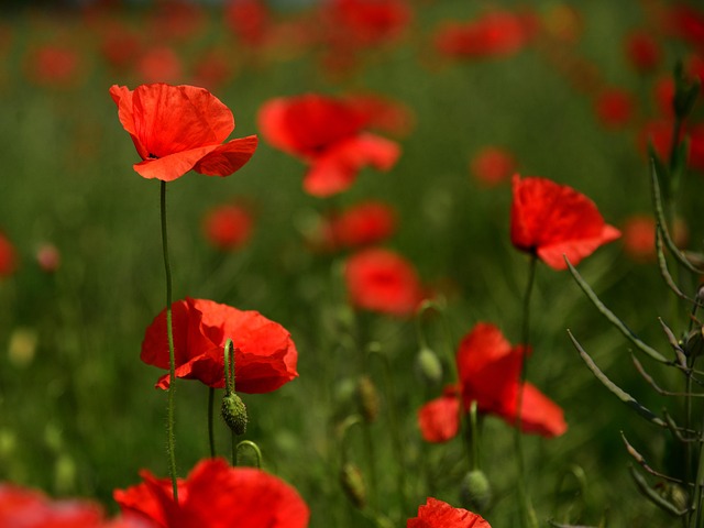 Free Meadow Poppies photo and picture