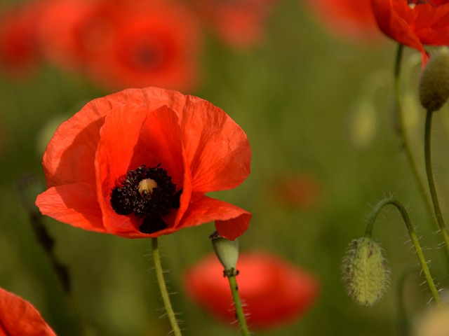 Free Poppy Flower photo and picture