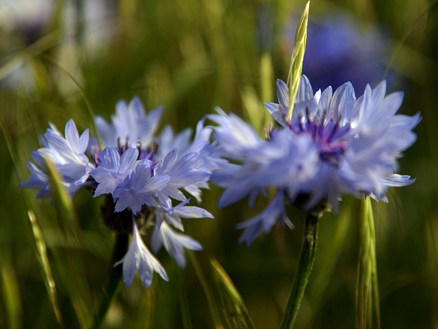 Free Cornflower Flowers photo and picture