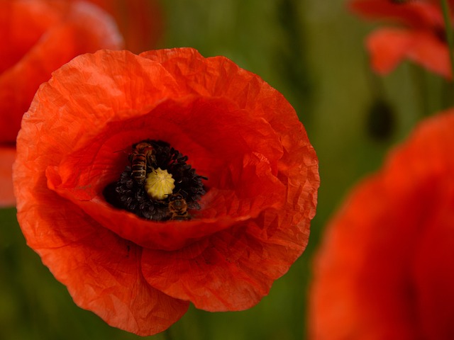 Free Poppy Red photo and picture