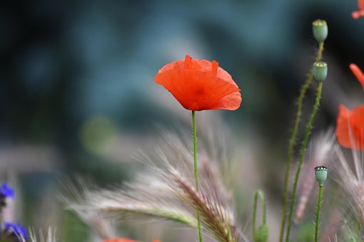 Papoula, Flor, Papoila Vermelha