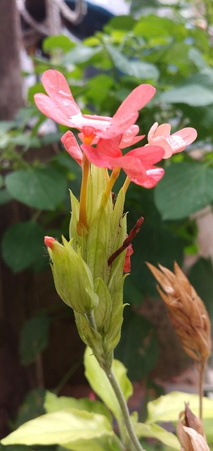 Free Flower Firecracker Flower photo and picture