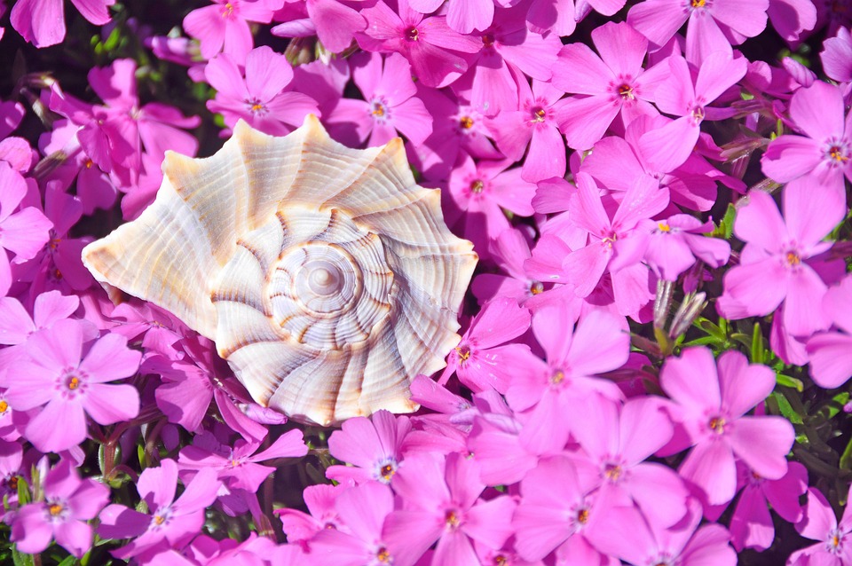 Shell Bbunga 螺 壳 花朵 - Pixabay上的免费照片 - Pixabay