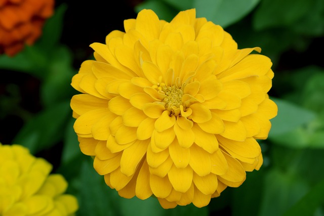 Free Yellow Flower photo and picture