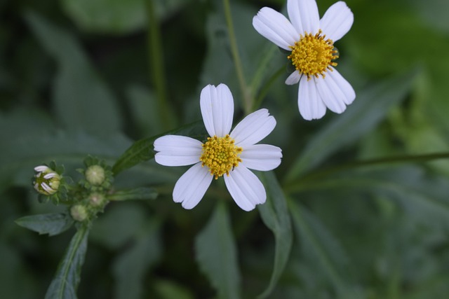 Free Flowers Aster photo and picture