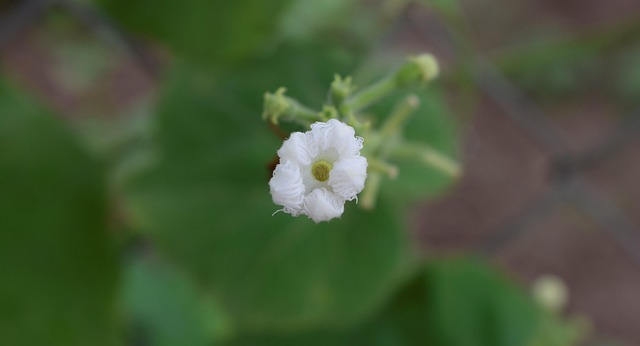 Free Alsobia Flower photo and picture