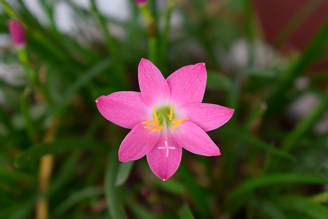 Free Lily Flower photo and picture