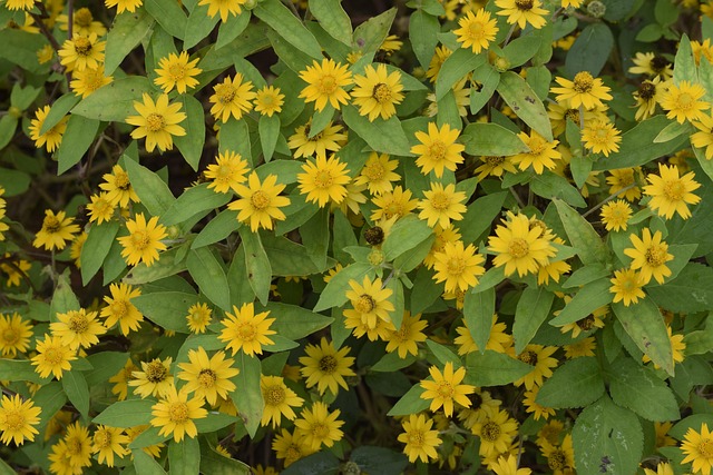 Free Vietnam Flower photo and picture