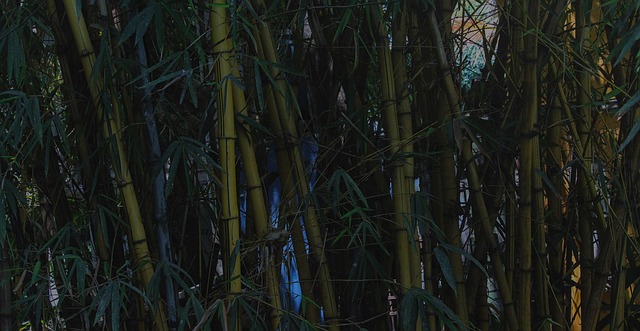 Bambú, Fondo De Pantalla, Planta, Pastos