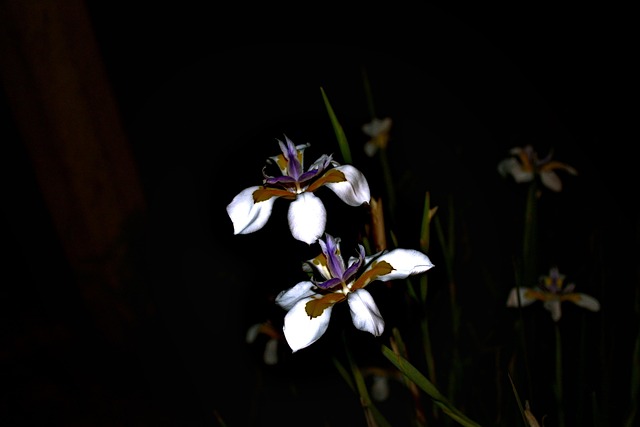 Dietes Grandiflora, Flor, Atención