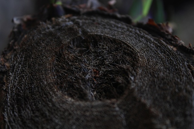 Árbol, Tocón, Madera, Tronco De Corte