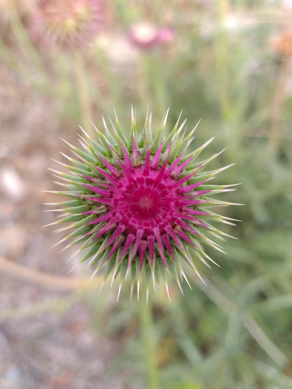 蓟 植物 自然 - Pixabay上的免费照片 - Pixabay