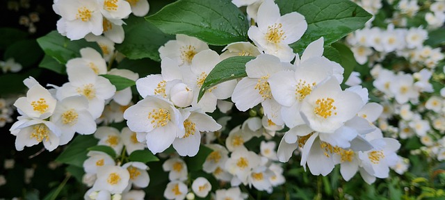 Free Flowers White Flowers photo and picture
