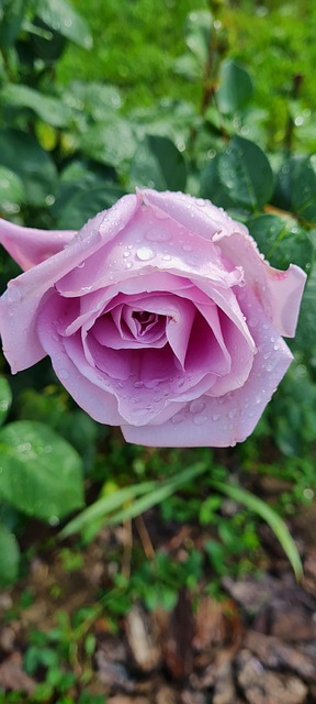 Free Rose Flower photo and picture