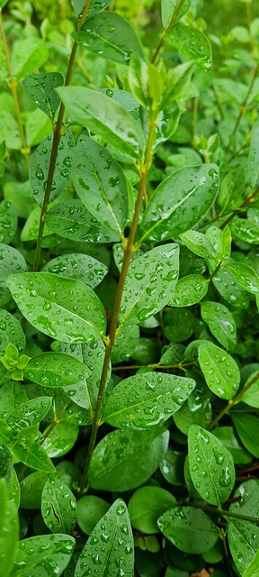 Free Bush Rain photo and picture