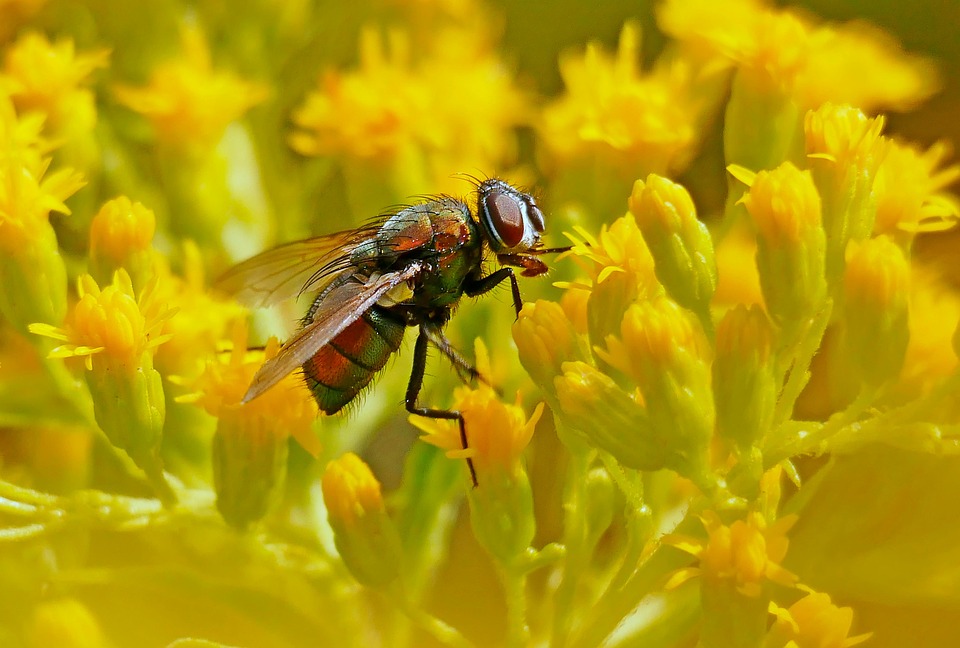 Fly Flowers Insect Close - Free photo on Pixabay
