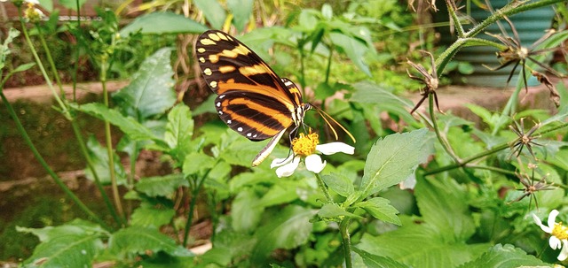 Free Butterfly Mariposa photo and picture