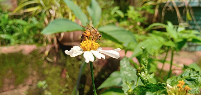 Free Bee Flower photo and picture