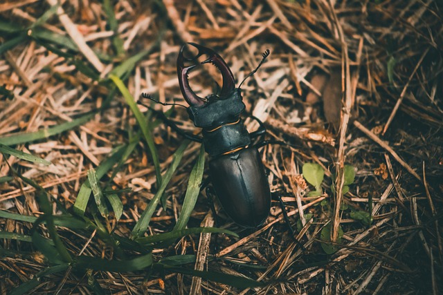 Free Insect Beetle photo and picture