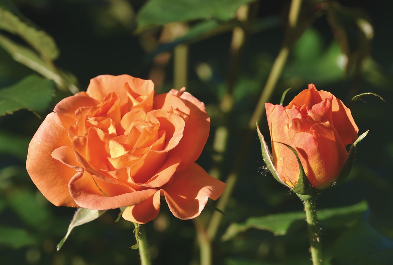 Pair Roses Roses Flowers Pair - Free photo on Pixabay