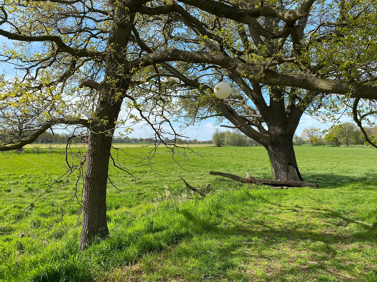 Des Arbres Prairie Paradis - Photo gratuite sur Pixabay - Pixabay