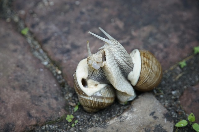 Schnecken Muscheln Weichtier - Kostenloses Foto auf Pixabay - Pixabay