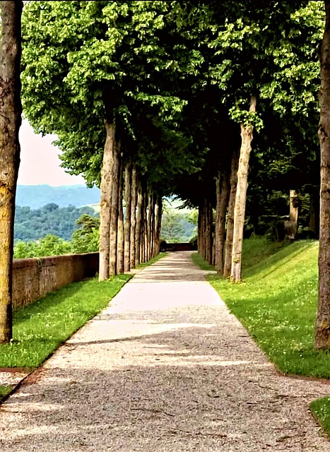 Free Forest Forest Path photo and picture