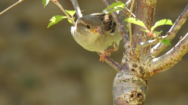 Free Bird Sparrow photo and picture