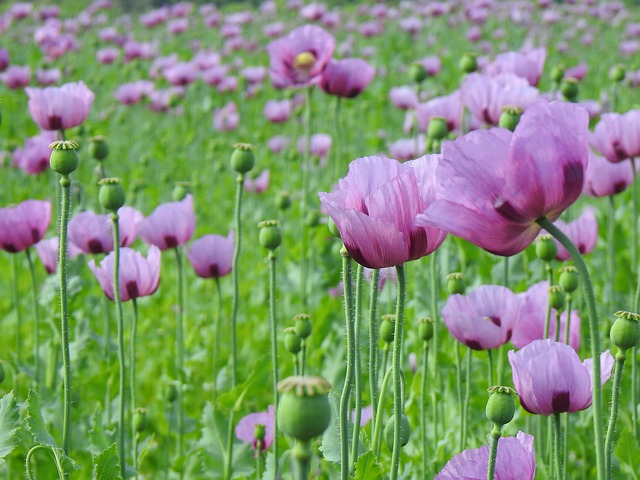 Free Poppy Field photo and picture