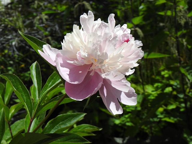 Free Peony Raspberry Sundae photo and picture