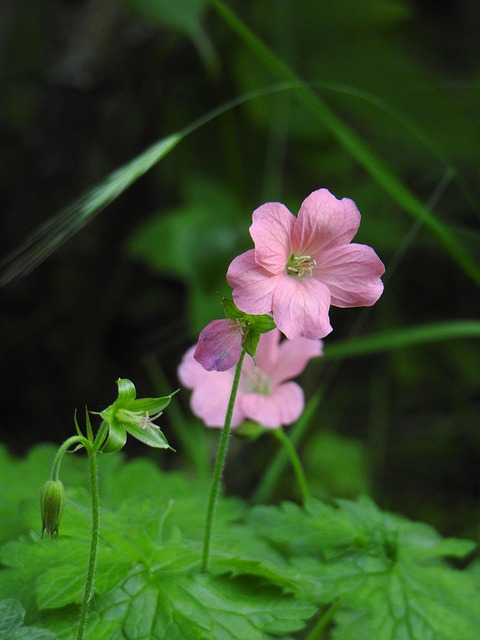 Free Cranesbill Geranium photo and picture
