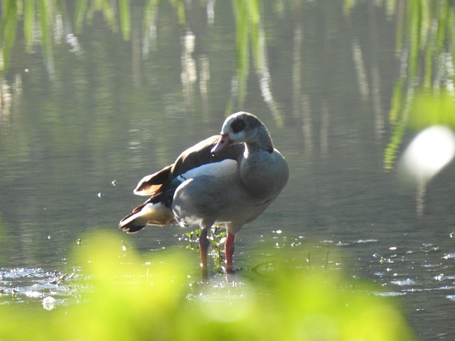 Free Egyptian Goose Goose photo and picture