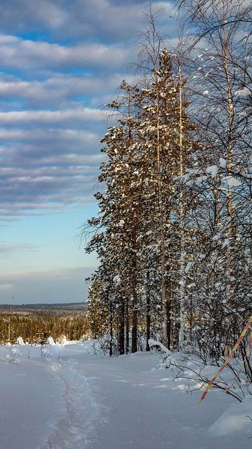 Bäume, Schnee, Wald, Winter, Himmel
