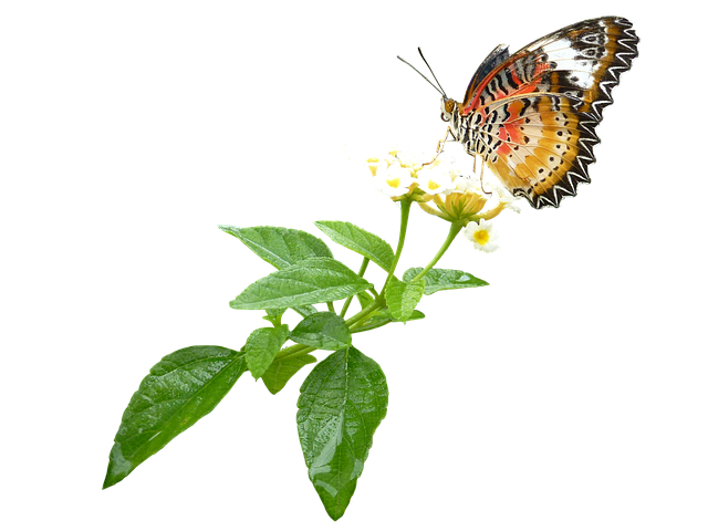Free butterfly insect nature illustration