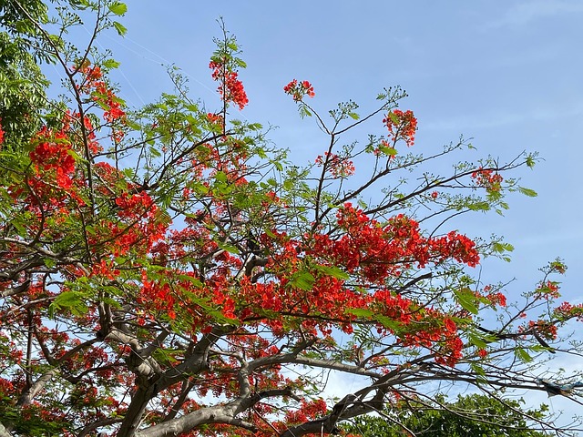 Rouge Arbre - Photo gratuite sur Pixabay - Pixabay