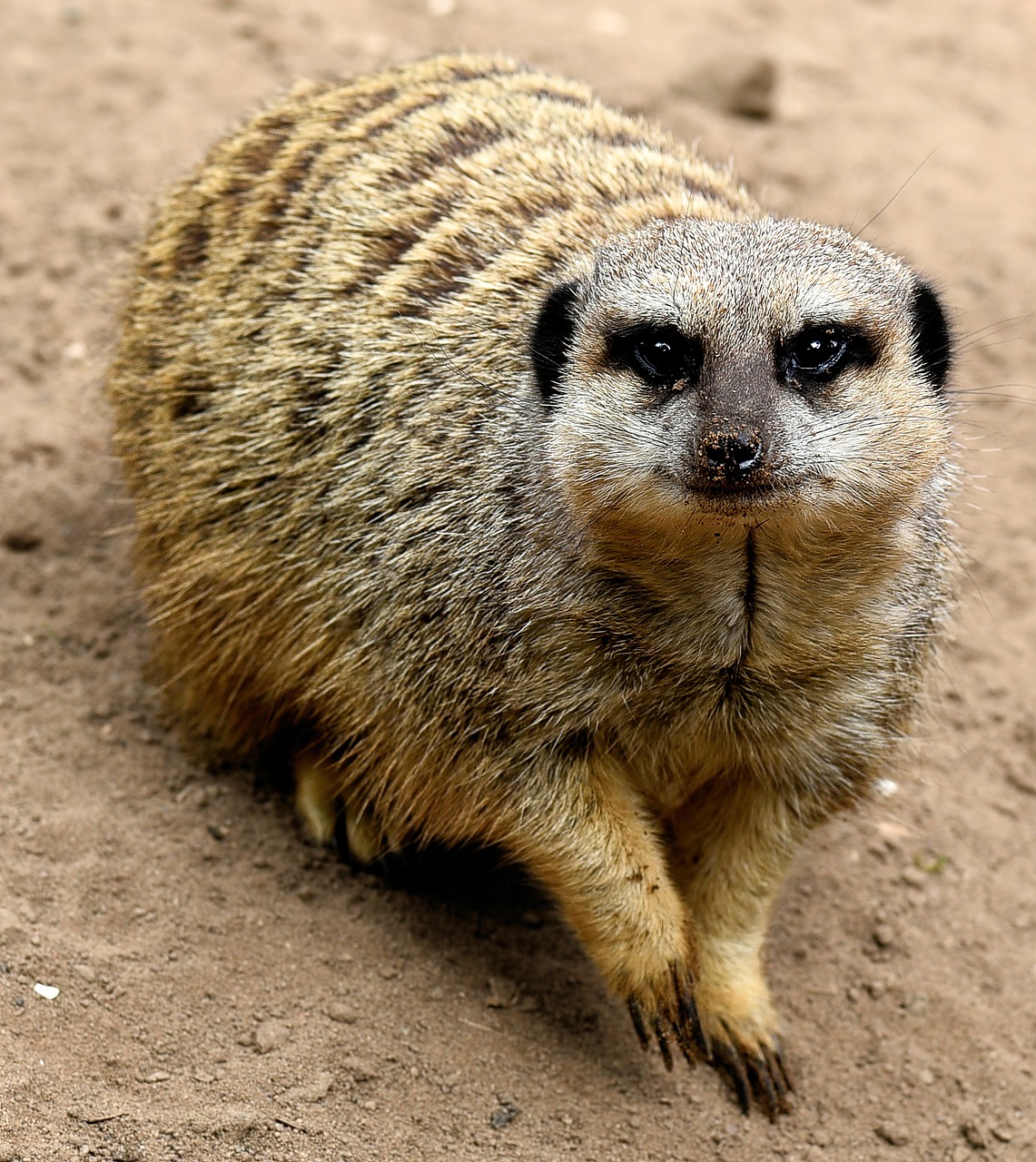 stokstaartje-suricate-mangoeste-gratis-foto-op-pixabay-pixabay