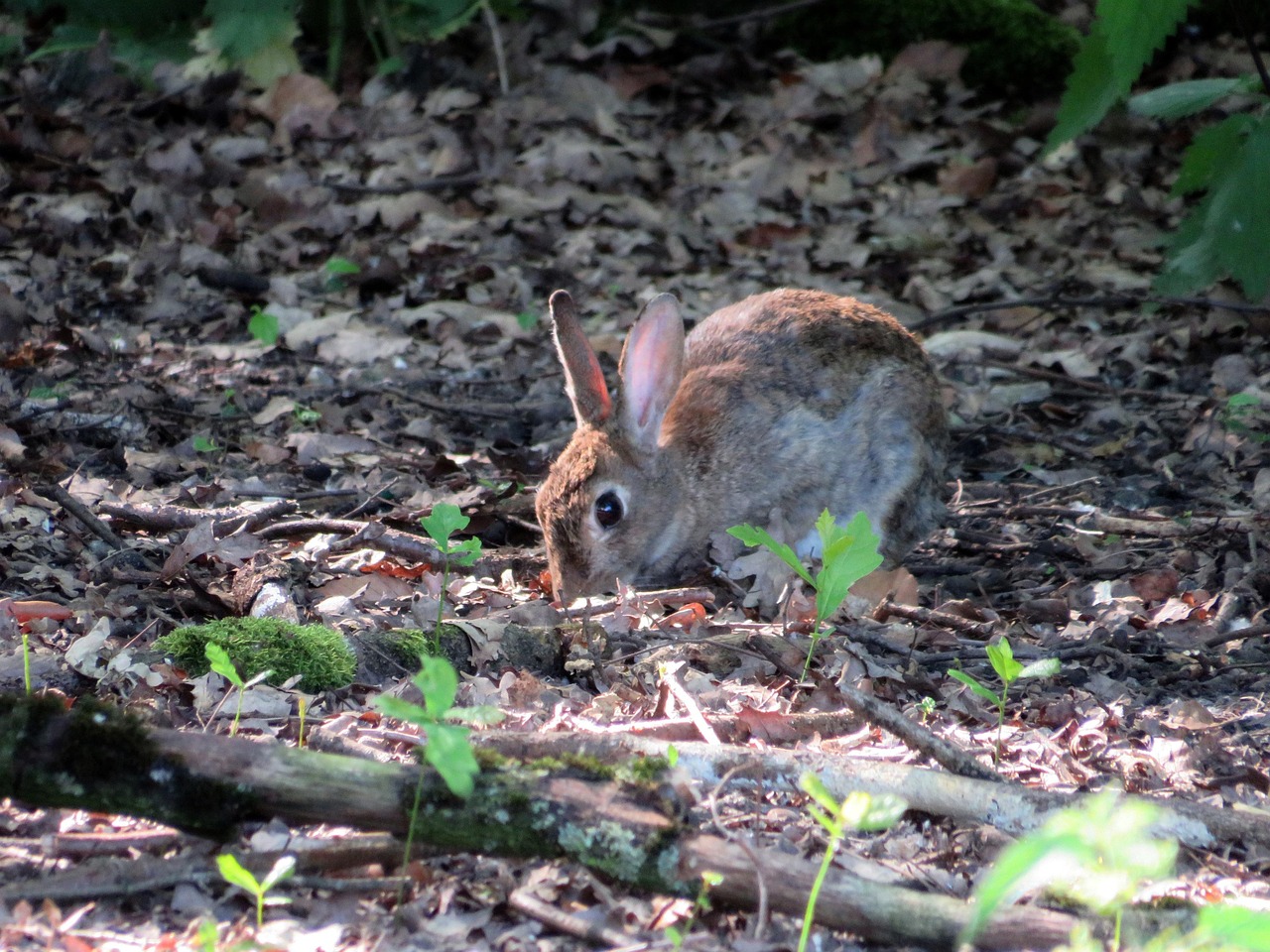 Rabbit Wild Hare Free photo on Pixabay Pixabay