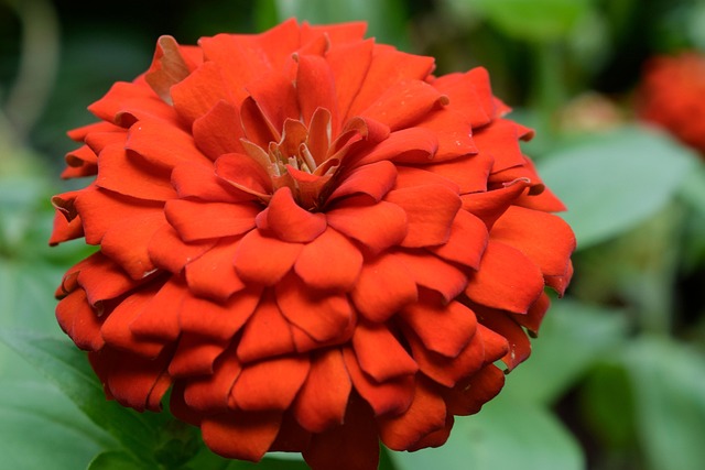 Free Flower Red photo and picture