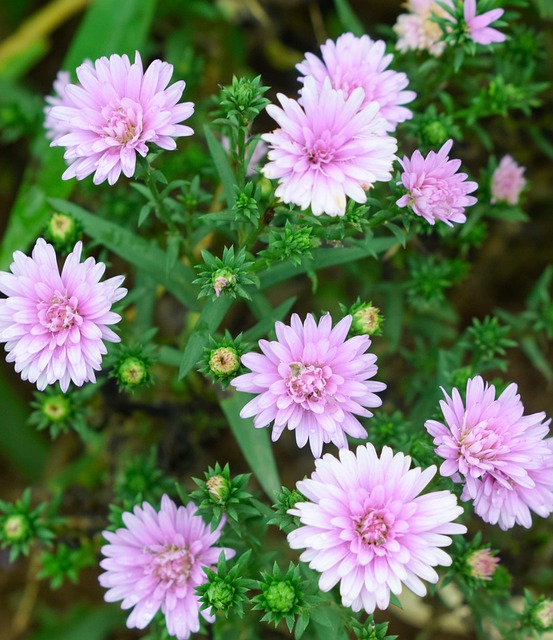 Free Flower White photo and picture