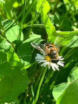 Free Bee Insect photo and picture