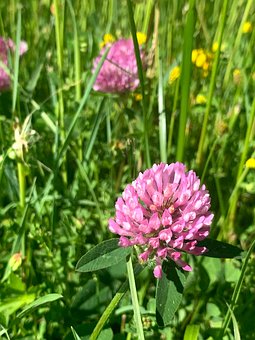 Free Clove Flower photo and picture