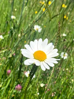 Free Daisy Flower photo and picture