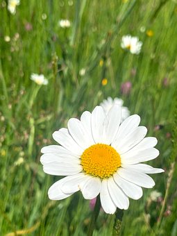 Free Daisy Flower photo and picture