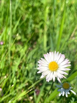 Free Daisy Flower photo and picture