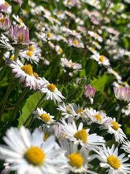 Free Daisy Flowers photo and picture