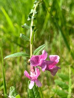 Free Flowers Plant photo and picture